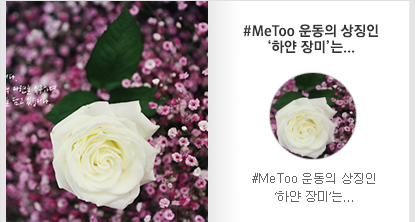 MeToo운동의 상징인 하얀 장미